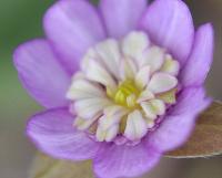 Nice pink single flowers with petaloid stamens